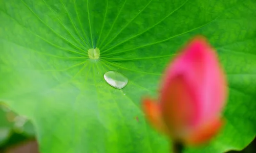 【11916】植物壁纸  4K 超清壁纸3840_2400@青蛙壁纸-笨猫小站