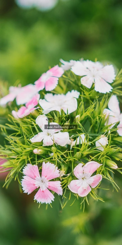 【11917】植物壁纸  4K 超清壁纸3840_2400@青蛙壁纸-笨猫小站