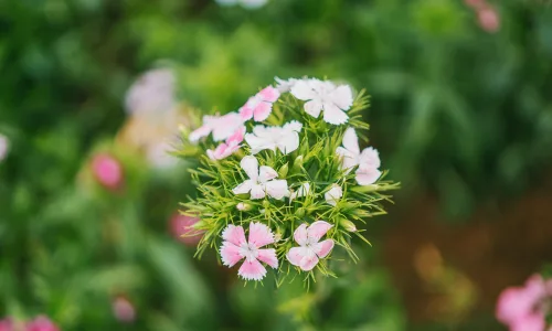 【11917】植物壁纸  4K 超清壁纸3840_2400@青蛙壁纸-笨猫小站