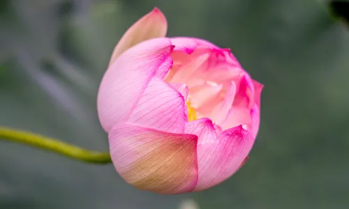 【11918】植物壁纸  4K 超清壁纸3840_2400@青蛙壁纸-笨猫小站