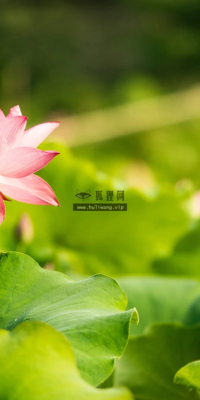 【11919】植物壁纸  4K 超清壁纸3840_2400@青蛙壁纸-笨猫小站