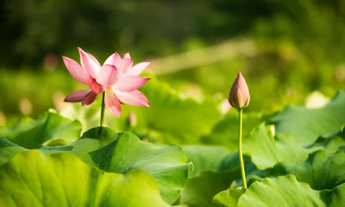 【11919】植物壁纸  4K 超清壁纸3840_2400@青蛙壁纸-笨猫小站