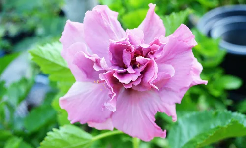 【11920】植物壁纸  4K 超清壁纸3840_2400@青蛙壁纸-笨猫小站