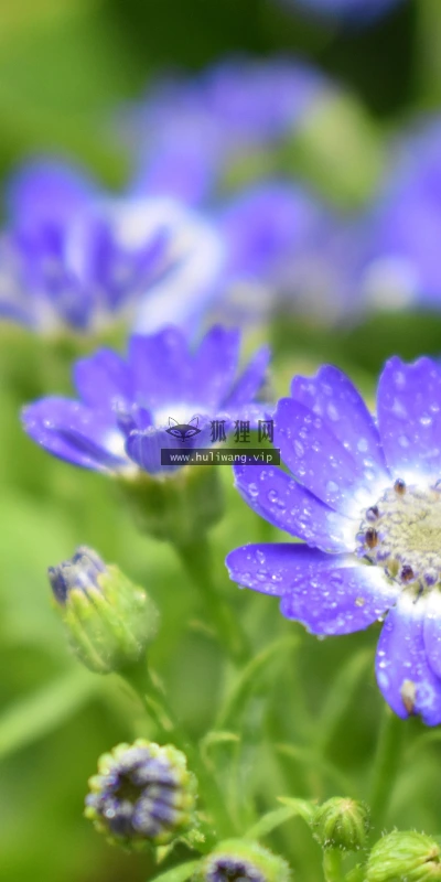 【11921】植物壁纸  4K 超清壁纸3840_2400@青蛙壁纸-笨猫小站