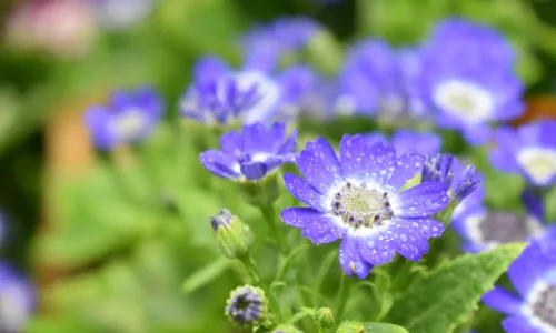 【11921】植物壁纸  4K 超清壁纸3840_2400@青蛙壁纸-笨猫小站