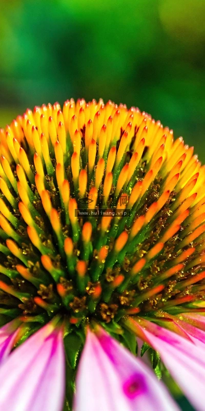 【11922】植物壁纸  4K 超清壁纸3840_2400@青蛙壁纸-笨猫小站