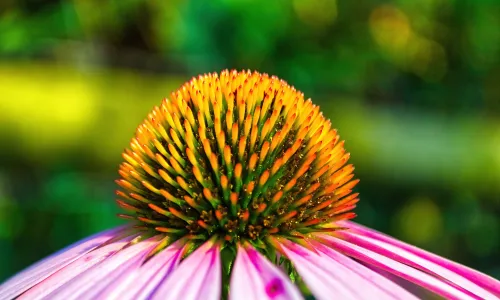 【11922】植物壁纸  4K 超清壁纸3840_2400@青蛙壁纸-笨猫小站
