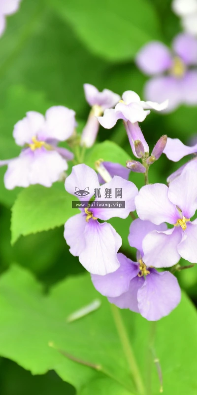 【11923】植物壁纸  4K 超清壁纸3840_2400@青蛙壁纸-笨猫小站
