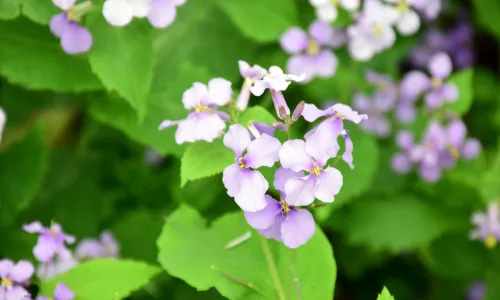 【11923】植物壁纸  4K 超清壁纸3840_2400@青蛙壁纸-笨猫小站