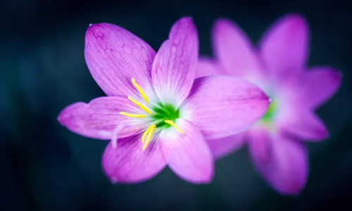 【11924】植物壁纸  4K 超清壁纸3840_2400@青蛙壁纸-笨猫小站