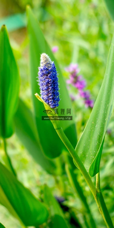 【11926】植物壁纸  4K 超清壁纸3840_2400@青蛙壁纸-笨猫小站