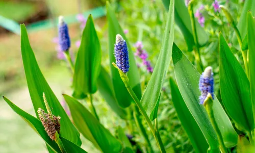 【11926】植物壁纸  4K 超清壁纸3840_2400@青蛙壁纸-笨猫小站