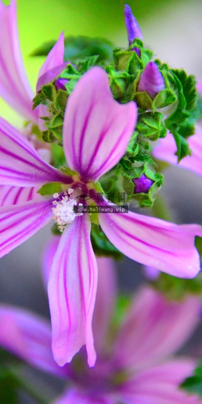【11927】植物壁纸  4K 超清壁纸3840_2400@青蛙壁纸-笨猫小站