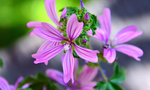 【11927】植物壁纸  4K 超清壁纸3840_2400@青蛙壁纸-笨猫小站