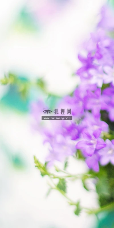 【11928】植物壁纸  4K 超清壁纸3840_2400@青蛙壁纸-笨猫小站
