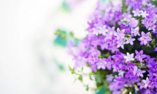 【11928】植物壁纸  4K 超清壁纸3840_2400@青蛙壁纸-笨猫小站