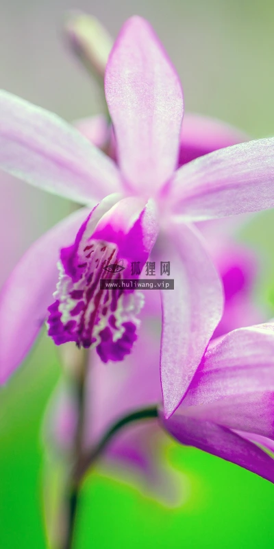 【11929】植物壁纸  4K 超清壁纸3840_2400@青蛙壁纸-笨猫小站