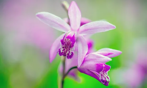 【11929】植物壁纸  4K 超清壁纸3840_2400@青蛙壁纸-笨猫小站