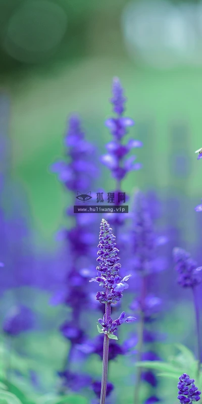 【11930】植物壁纸  4K 超清壁纸3840_2400@青蛙壁纸-笨猫小站