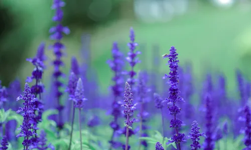【11930】植物壁纸  4K 超清壁纸3840_2400@青蛙壁纸-笨猫小站