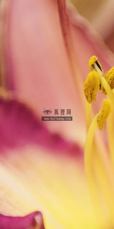 【11931】植物壁纸  4K 超清壁纸3840_2400@青蛙壁纸-笨猫小站