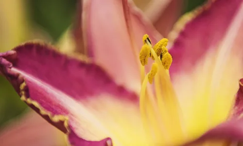 【11931】植物壁纸  4K 超清壁纸3840_2400@青蛙壁纸-笨猫小站