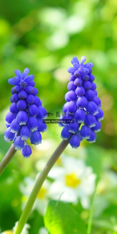 【11933】植物壁纸  4K 超清壁纸3840_2400@青蛙壁纸-笨猫小站