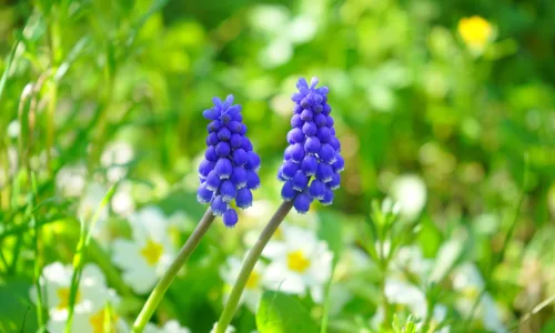 【11933】植物壁纸  4K 超清壁纸3840_2400@青蛙壁纸-笨猫小站