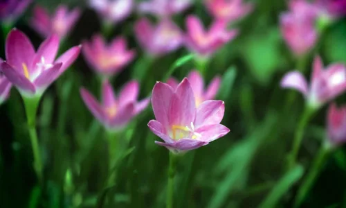 【11934】植物壁纸  4K 超清壁纸3840_2400@青蛙壁纸-笨猫小站