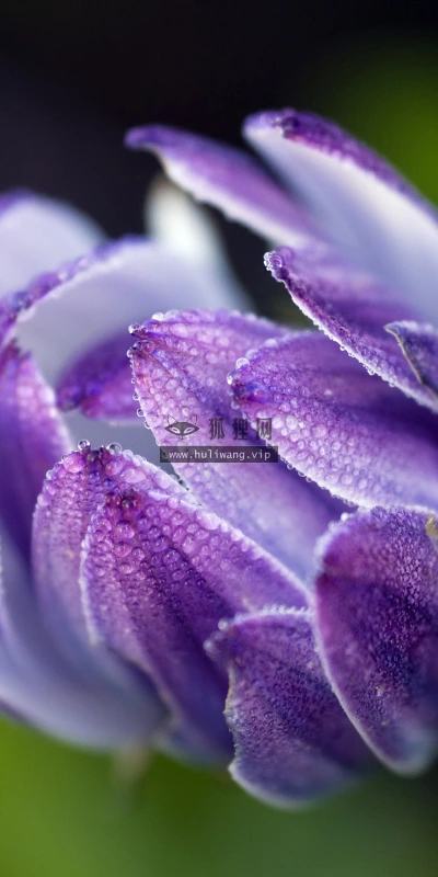 【11936】植物壁纸  4K 超清壁纸3840_2400@青蛙壁纸-笨猫小站