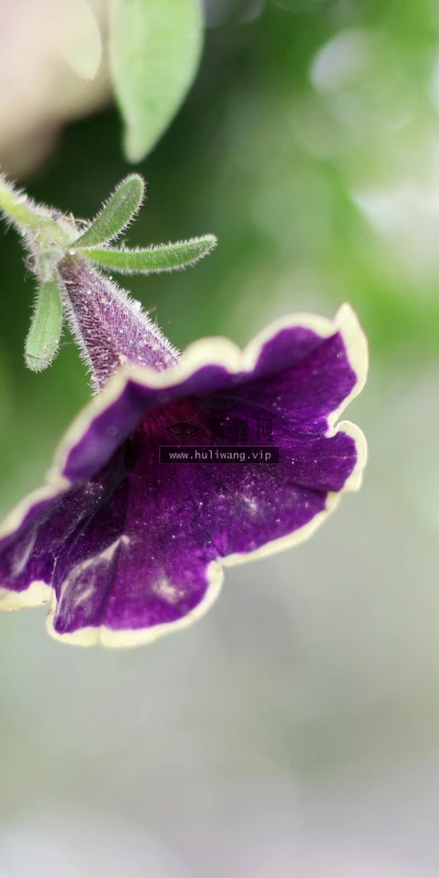 【11938】植物壁纸  4K 超清壁纸3840_2400@青蛙壁纸-笨猫小站