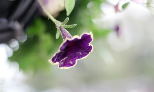 【11938】植物壁纸  4K 超清壁纸3840_2400@青蛙壁纸-笨猫小站