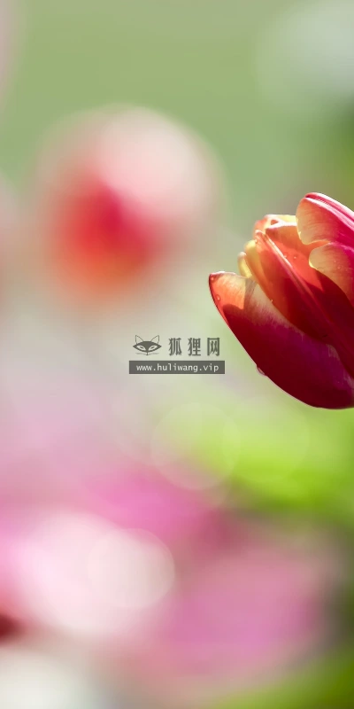 【11940】植物壁纸  4K 超清壁纸3840_2400@青蛙壁纸-笨猫小站