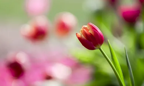 【11940】植物壁纸  4K 超清壁纸3840_2400@青蛙壁纸-笨猫小站