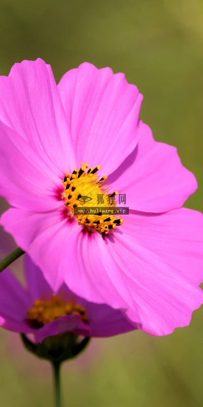 【11941】植物壁纸  4K 超清壁纸3840_2400@青蛙壁纸-笨猫小站
