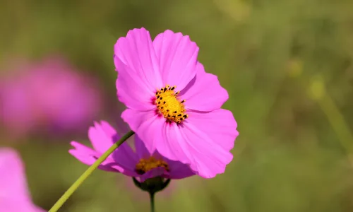 【11941】植物壁纸  4K 超清壁纸3840_2400@青蛙壁纸-笨猫小站