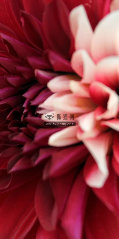 【11942】植物壁纸  4K 超清壁纸3840_2400@青蛙壁纸-笨猫小站