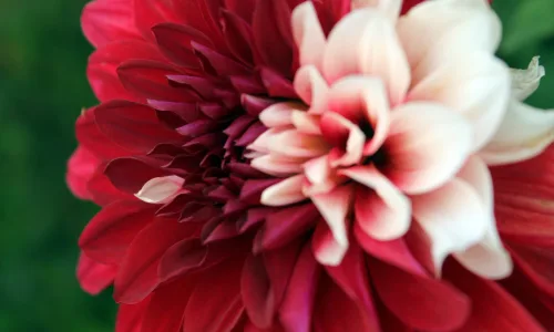 【11942】植物壁纸  4K 超清壁纸3840_2400@青蛙壁纸-笨猫小站