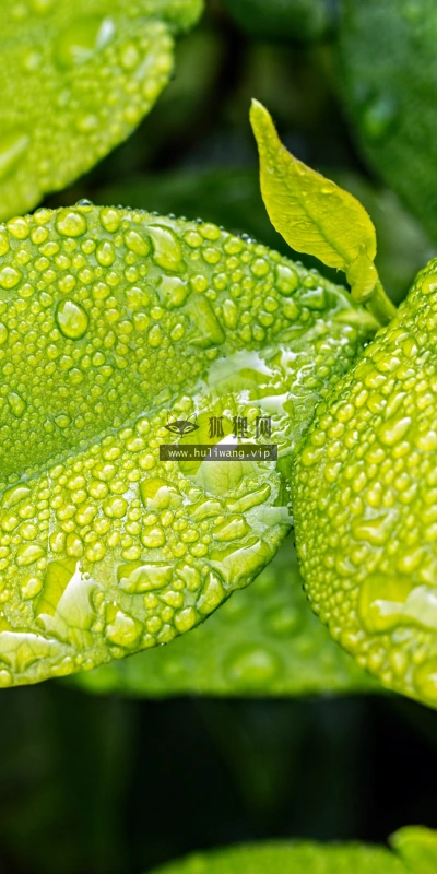 【11944】植物壁纸  4K 超清壁纸3840_2400@青蛙壁纸-笨猫小站