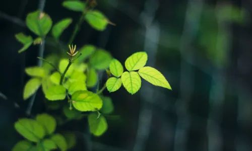 【11945】植物壁纸  4K 超清壁纸3840_2400@青蛙壁纸-笨猫小站
