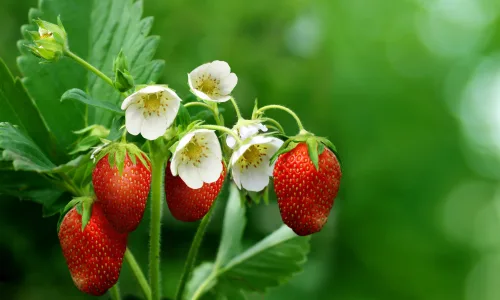 【11946】植物壁纸  4K 超清壁纸3840_2400@青蛙壁纸-笨猫小站