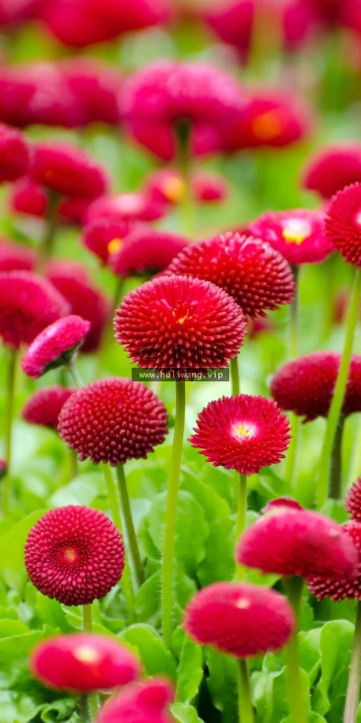 【11947】植物壁纸  4K 超清壁纸3840_2400@青蛙壁纸-笨猫小站