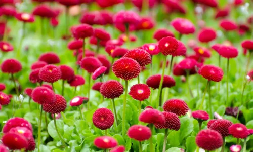 【11947】植物壁纸  4K 超清壁纸3840_2400@青蛙壁纸-笨猫小站