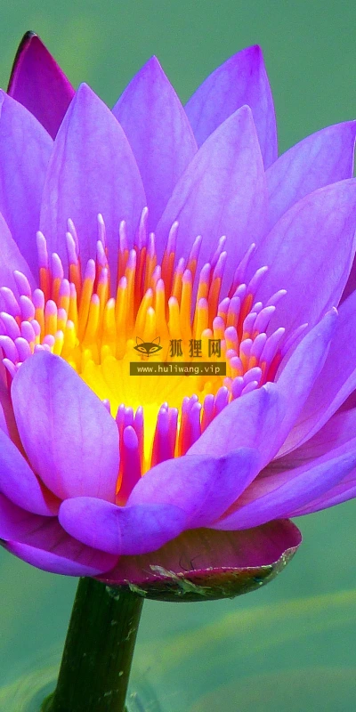 【11950】植物壁纸  4K 超清壁纸3840_2400@青蛙壁纸-笨猫小站