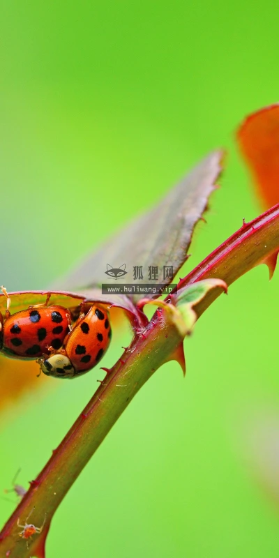 【11951】植物壁纸  4K 超清壁纸3840_2400@青蛙壁纸-笨猫小站