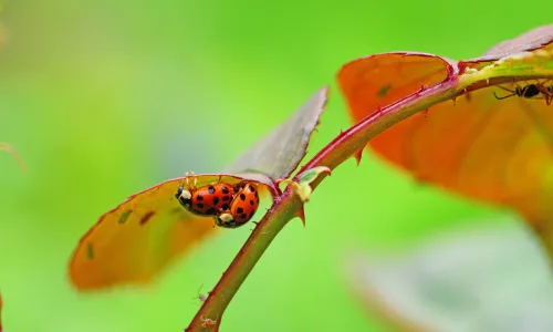 【11951】植物壁纸  4K 超清壁纸3840_2400@青蛙壁纸-笨猫小站