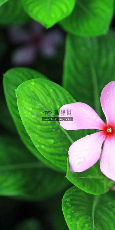 【11952】植物壁纸  4K 超清壁纸3840_2400@青蛙壁纸-笨猫小站