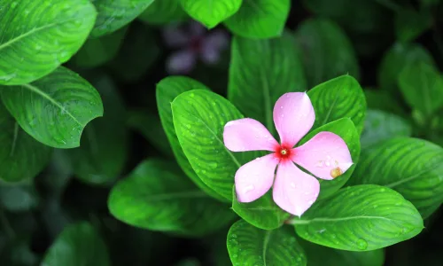 【11952】植物壁纸  4K 超清壁纸3840_2400@青蛙壁纸-笨猫小站