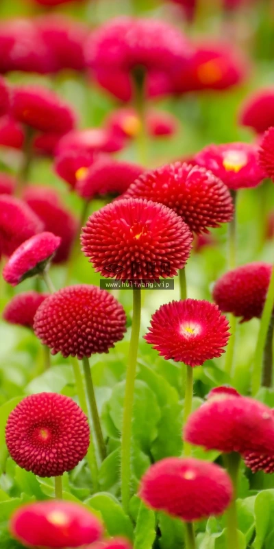 【11953】植物壁纸  4K 超清壁纸3840_2400@青蛙壁纸-笨猫小站