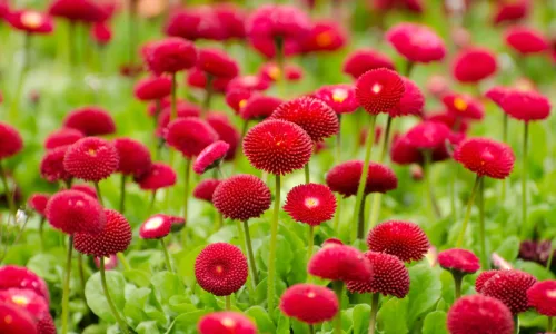 【11953】植物壁纸  4K 超清壁纸3840_2400@青蛙壁纸-笨猫小站